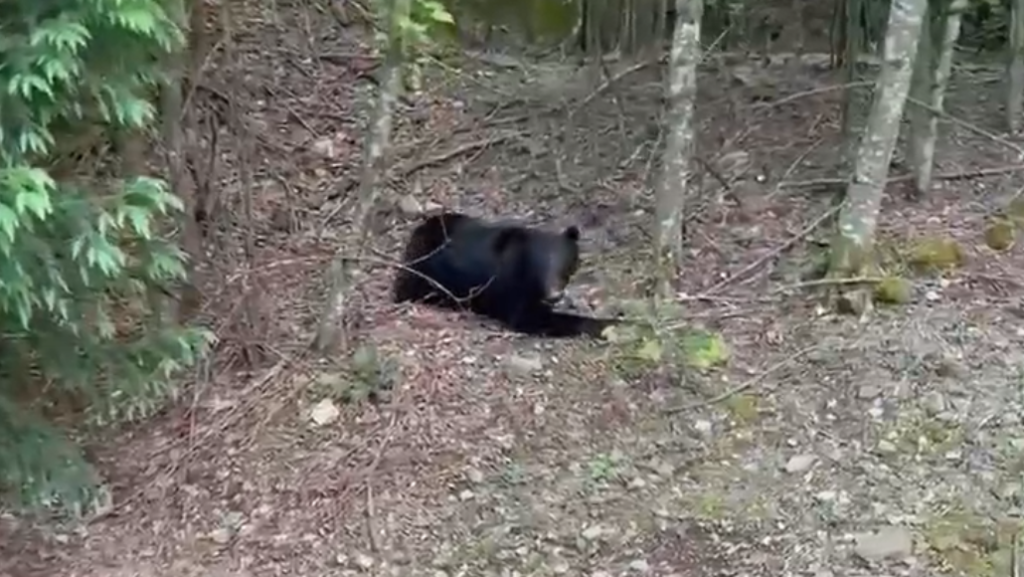 麻酔から覚めてうろうろする熊