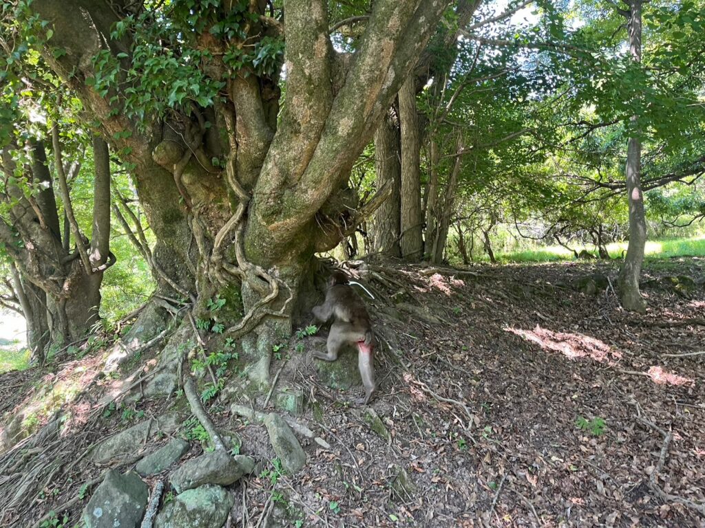 サルの行動圏調査-6