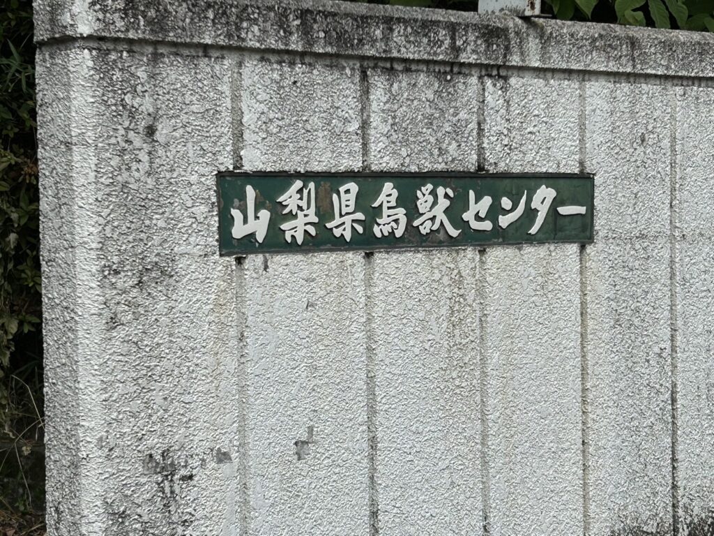 ムササビを粘着シートで捕獲。捕獲したムササビは無事に鳥獣保護センターに運びました。